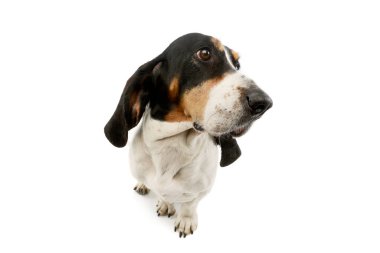 Studio shot of an adorable Basset hound sitting and looking curiously