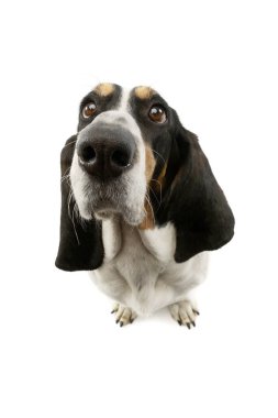 Studio shot of an adorable Basset hound sitting and looking curiously at the camera