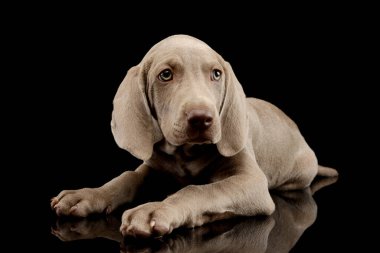 Studio shot of a beautiful Weimaraner puppy lying and looking intently clipart