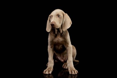 Studio shot of a beautiful Weimaraner puppy sitting on black background