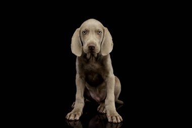 Studio shot of a beautiful Weimaraner puppy sitting on black background