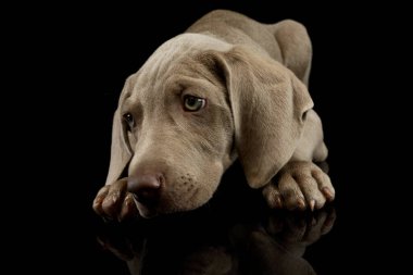 Studio shot of a beautiful Weimaraner puppy lying and looking dozy