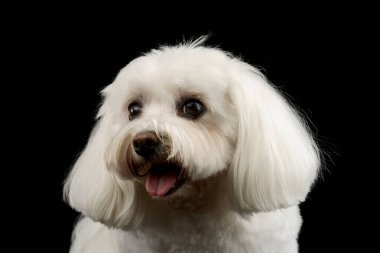 Portrait of an adorable Shih-Tzu looking at the camera with hanging tongue