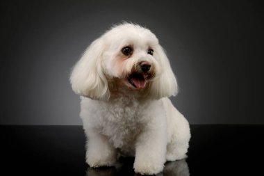 Studio shot of an adorable Shih-Tzu standing and looking satisfied