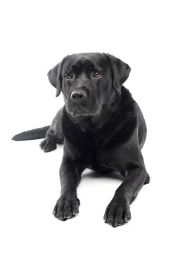 Güzel bir Labrador Retriever 'ın atölye çekimi.