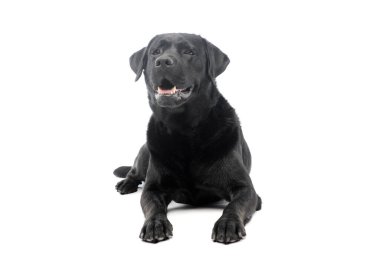 Güzel bir Labrador Retriever 'ın atölye fotoğrafı.
