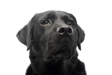Portrait of a beautiful labrador retriever looking curiously