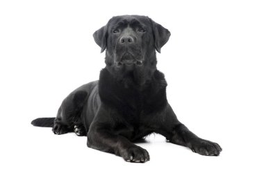 Beyaz arka planda uzanan güzel bir Labrador Retriever 'ın stüdyo çekimi.