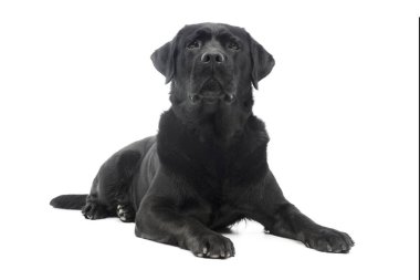 Studio shot of a beautiful labrador retriever lying on white background