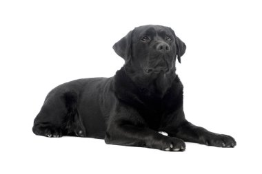 Beyaz arka planda uzanan güzel bir Labrador Retriever 'ın stüdyo çekimi.