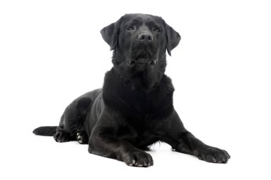 Studio shot of a beautiful labrador retriever lying on white background