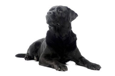 Beyaz arka planda uzanan güzel bir Labrador Retriever 'ın stüdyo çekimi.