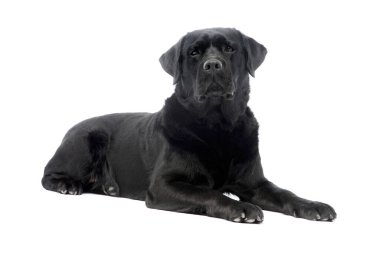Beyaz arka planda uzanan güzel bir Labrador Retriever 'ın stüdyo çekimi.