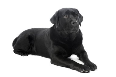 Beyaz arka planda uzanan güzel bir Labrador Retriever 'ın stüdyo çekimi.