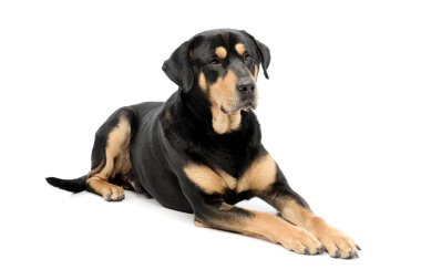 Studio shot of a well-mannered mixed breed dog lying on white background