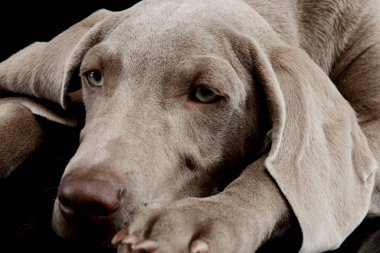 Portrait of a beautiful Weimaraner lying on black background and looking tired
