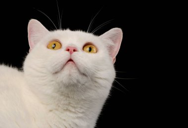 Portrait of a beautiful cat looking up intently