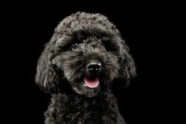 Portrait of an adorable lagotto looking at the camera with hanging tongue