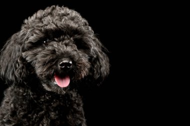 Portrait of an adorable lagotto with hanging tongue