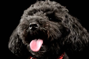 Portrait of an adorable lagotto with hanging tongue