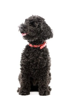 Studio shot of an adorable lagotto sitting with hanging tongue