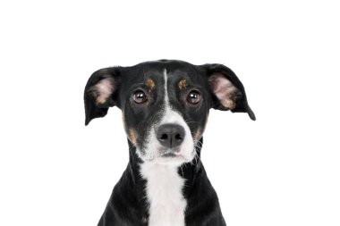 Portrait of a lovely mixed breed dog looking curiously at the camera
