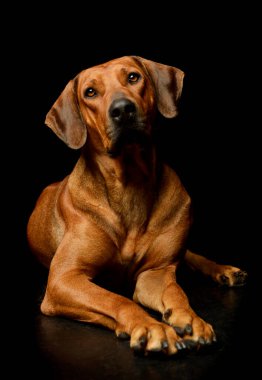 Studio shot of a lovely rhodesian ridgeback lying and looking curiously