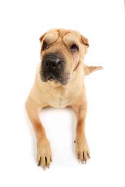 Shar Pei 'nin, kameraya bakıp yalan söylediğini gösteren bir stüdyo fotoğrafı.