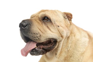 Portrait of an adorable Shar pei with hanging tongue