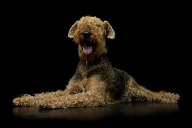 Studio shot of a beautiful Airedale Terrier lying with hanging tongue