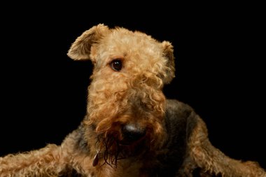 Portrait of a beautiful Airedale Terrier lying with a sad look