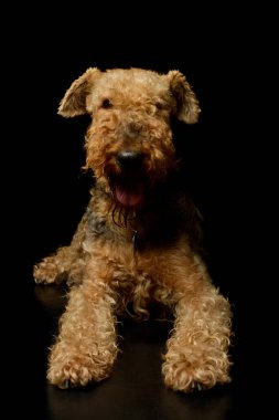 Studio shot of a beautiful Airedale Terrier lying and looking at the camera