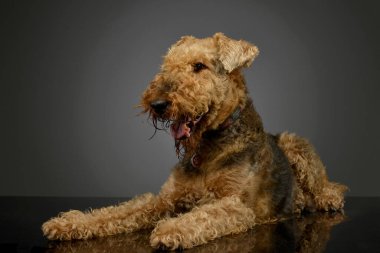 Studio shot of a beautiful Airedale Terrier lying with hanging tongue
