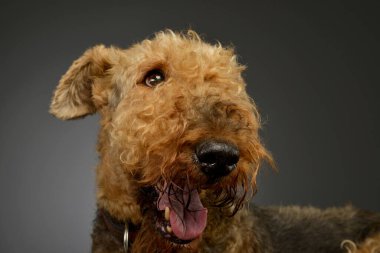 Portrait of a beautiful Airedale Terrier with a smiling face