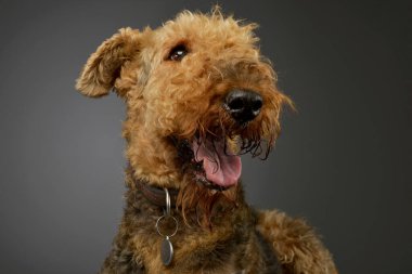 Portrait of a beautiful Airedale Terrier with a smiling face