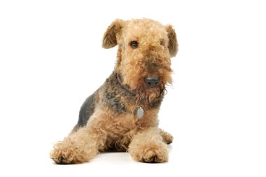 Studio shot of a beautiful Airedale Terrier lying and looking curiously at the camera