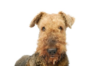 Portrait of a beautiful Airedale Terrier looking curiously at the camera