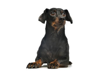 Sevimli bir Dachshund 'un beyaz arka planda yatarken ve merakla bakarken çekilmiş bir fotoğrafı.