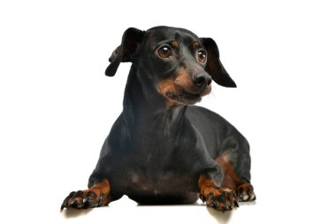 Studio shot of an adorable Dachshund lying and looking curiously on white background