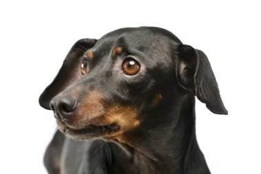 Portrait of an adorable Dachshund looking away curiously