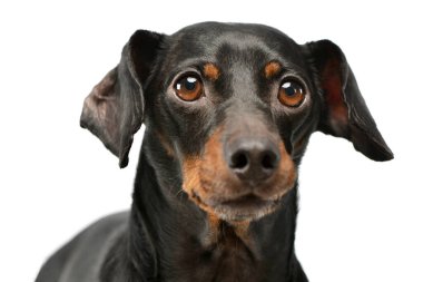 Portrait of an adorable Dachshund looking curiously at the camera