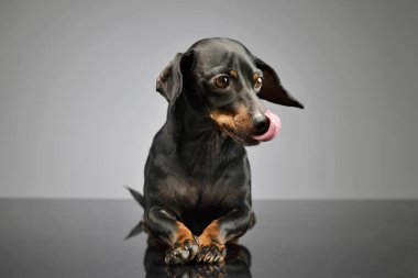 Studio shot of an adorable Dachshund lying and looking satisfied