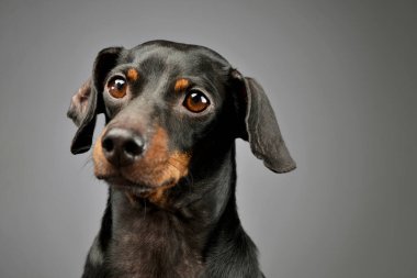 Portrait of an adorable Dachshund looking intently at the camera