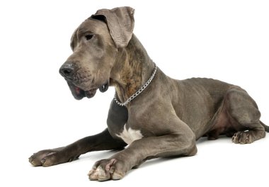 Studio shot of an adorable great dane lying and seems thoughtful
