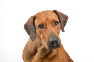 Portrait of an adorable rhodesian ridgeback looking curiously on white background