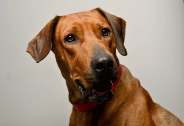 Portrait of an adorable rhodesian ridgeback wearing a collar and seems satisfied