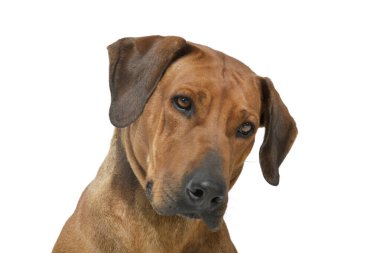 Portrait of an adorable rhodesian ridgeback looking curiously on white background