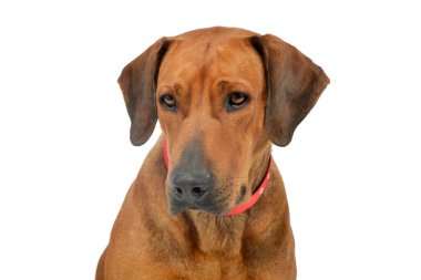 Portrait of an adorable rhodesian ridgeback wearing a collar and looking curiously
