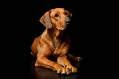 Studio shot of an adorable rhodesian ridgeback lying and looking up curiously