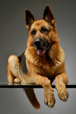 Studio shot of an adorable German shepherd lying and having a good time